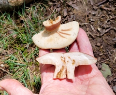 Tylopilus badiceps