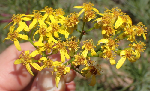 Image of Thread Ragwort (Senecio linifolius) by (c) Nicola van Berkel, some rights reserved (CC BY-SA)
