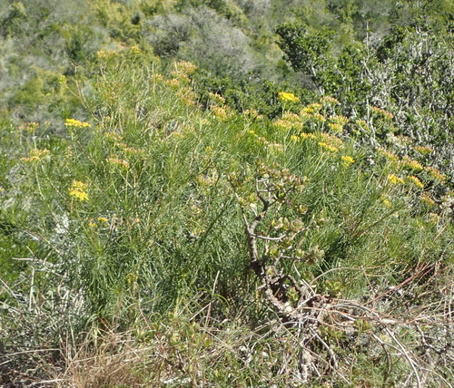 Image of Thread Ragwort (Senecio linifolius) by (c) Nicola van Berkel, some rights reserved (CC BY-SA)