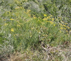 Senecio linifolius