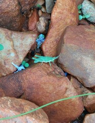 Atractomorpha lata