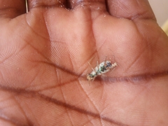 Insecta