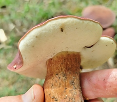 Tylopilus badiceps