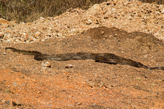 Python natalensis