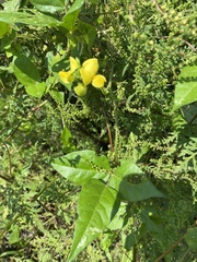 Vigna luteola