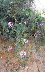Pelargonium peltatum