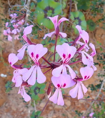 Pelargonium peltatum