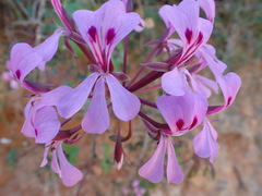 Pelargonium peltatum