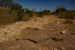 Python natalensis