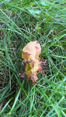 Eriophyes cerasicrumena