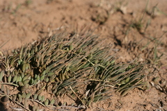 Aloe bowiea