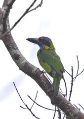 Psilopogon rafflesii