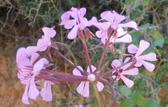Pelargonium peltatum
