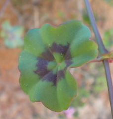 Pelargonium peltatum