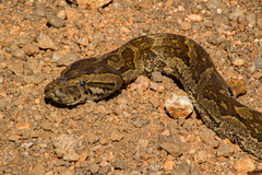 Python natalensis