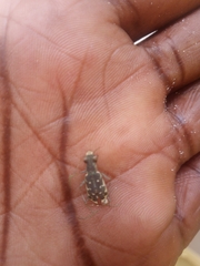 Insecta
