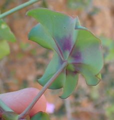 Pelargonium peltatum