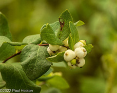 Symphoricarpos albus