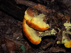 Phaeolus