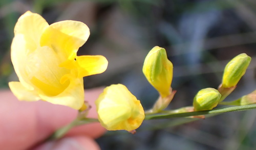 Image of Freesia corymbosa by (c) Nicola van Berkel, some rights reserved (CC BY-SA)