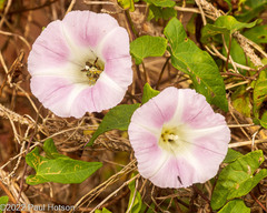 Calystegia sepium