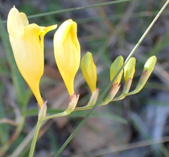 Freesia corymbosa