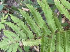 Amauropelta noveboracensis