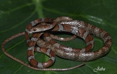 Imantodes gemmistratus