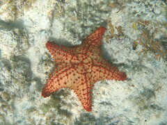Oreaster reticulatus