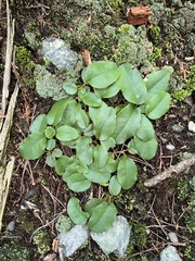 Epigaea repens