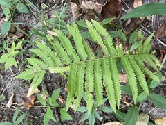 Amauropelta noveboracensis