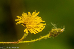 Hieracium longipilum