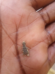 Insecta