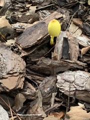 Image Associated With the Occurrence