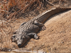 Crocodylus niloticus