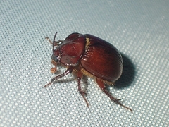 Odonteus