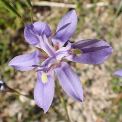 Moraea polyanthos