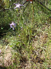 Moraea polyanthos