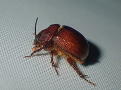 Odonteus