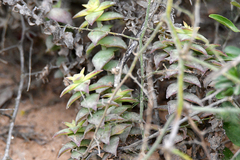 Crassula perforata