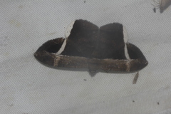 Hemeroblemma mexicana