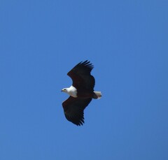 Haliaeetus vocifer
