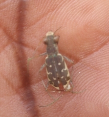 Insecta