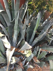 Agave americana