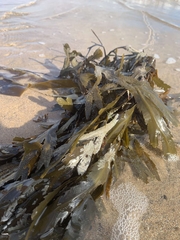 Fucus serratus