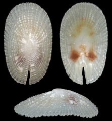 Emarginella