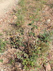 Hermannia althaeoides