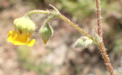 Hermannia althaeoides