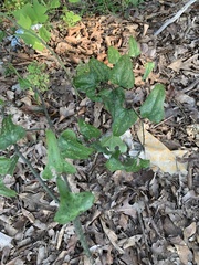 Smilax bona-nox