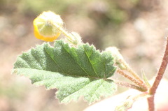 Hermannia althaeoides